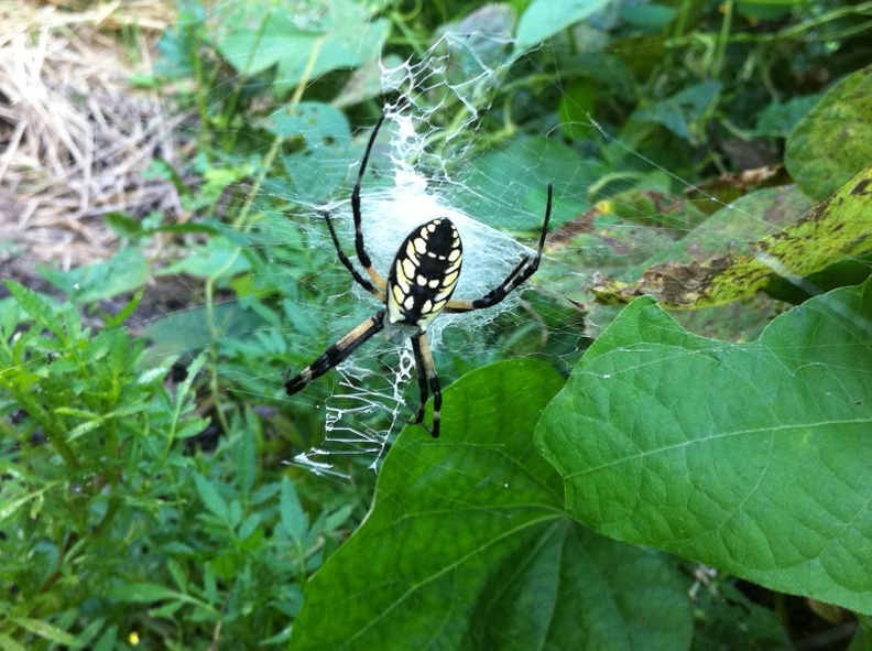 Garden Spider.jpg